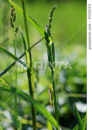 Sound clown sasakiri 9338253