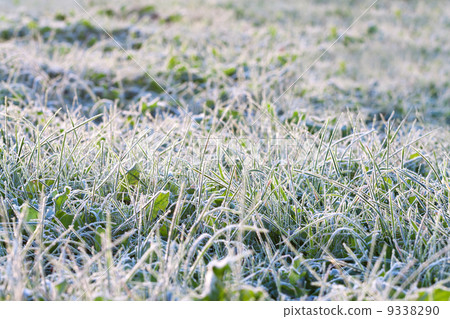 green grass in hoarfrost 9338290