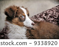 Australian shepard puppy 9338920