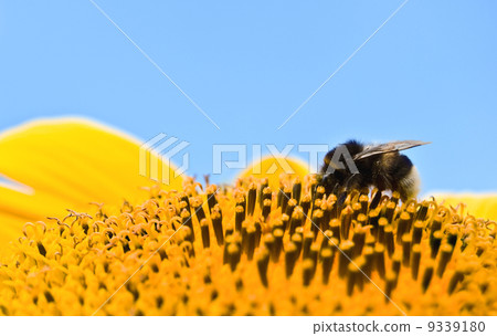 bumble bee bumble bee 9339180