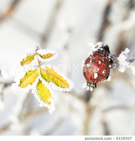 Frozen leaves Frozen leaves 9339507