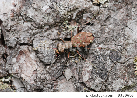 Magatama hanumo Magatama hanumo 9339695