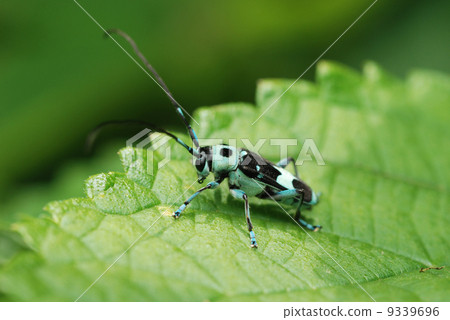 拉米舉行 拉米舉行 9339696