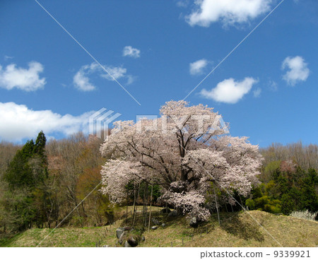Sakura of Yoshihiro (hundreds of forest giants) Sakura of Yoshihiro (hundreds of forest giants) 9339921