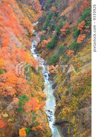 Shiogakura谷的秋葉 9339926