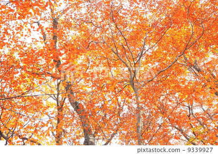 秋葉在森林裡 秋葉在森林裡 9339927