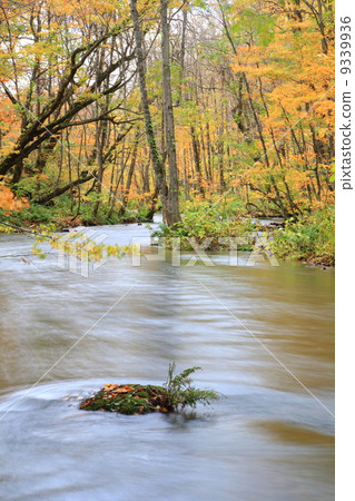 Autumn Oirase mountain stream 9339936