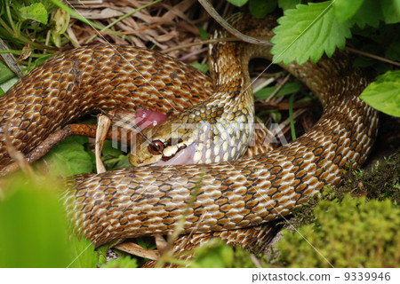 以青蛙為食的Aoda-yaei 9339946