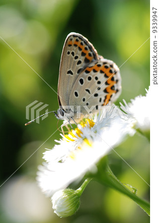 Asamashijimi 9339947