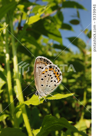 Asamashijimi 9339948