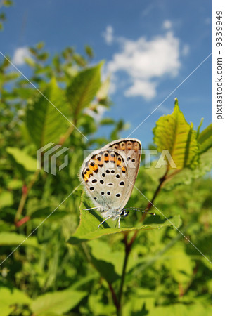 Asamashijimi Asamashijimi 9339949