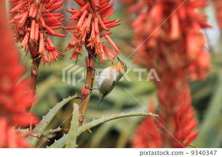 Mejiro和蘆薈花 9340347