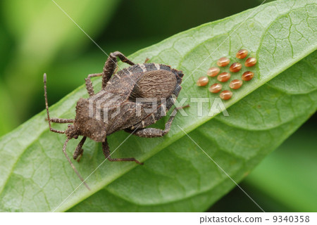 Hawthorn bug that lay eggs 9340358