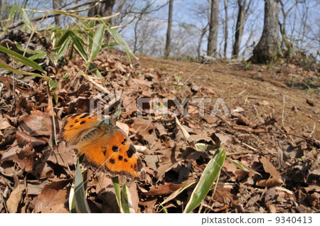 Scenery with butterflies ~ Heredome owl ~ 9340413