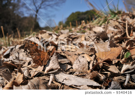Scenery with butterflies ~ Kitatteha ~ 9340416