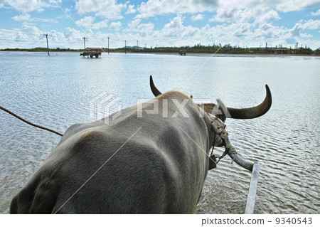 Yufu海島水牛車 Yufu海島水牛車 9340543