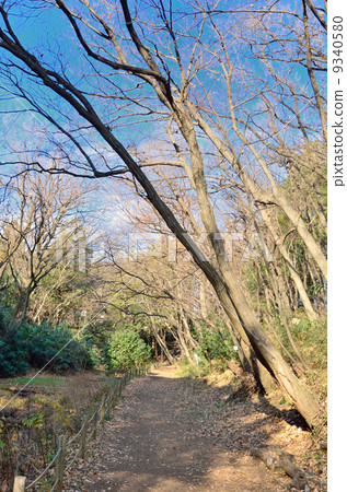 Small diameter in the forest Small diameter in the forest 9340580