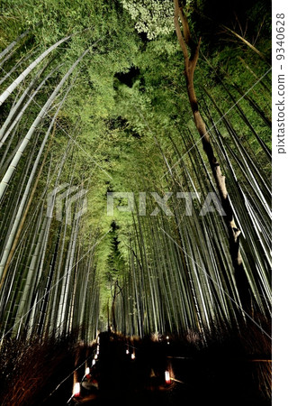 Small diameter of bamboo grove 9340628