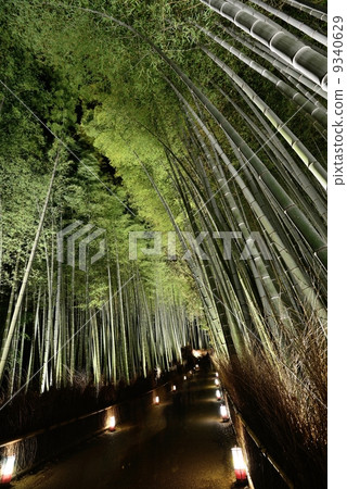 Small diameter of bamboo grove 9340629