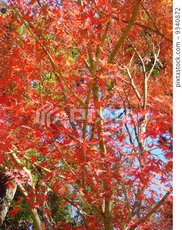 鎌倉的秋葉風景在深秋 9340872