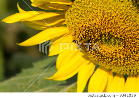The bee in sunflower of pollen closeup 9341039