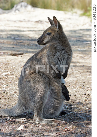 Bennett Wallaby, Australia 9341226