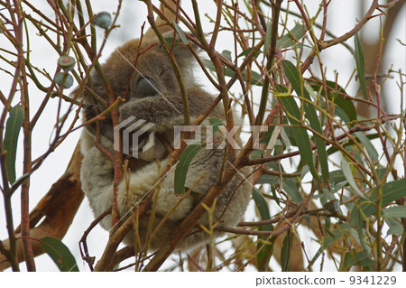 Koala, Australia Koala, Australia 9341229