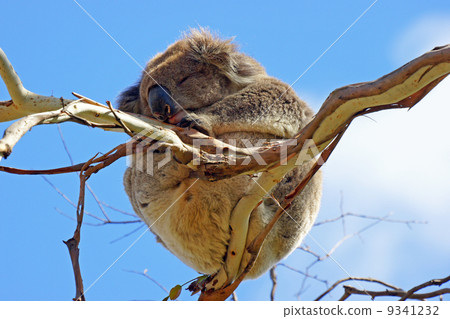 Koala, Australia 9341232