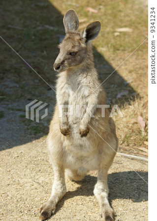 Great Grey Kangaroo, Australia 9341234