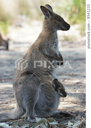 Bennett Wallaby, Australia 9341235