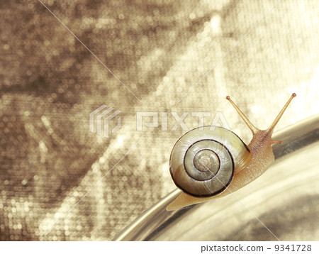 Common Garden Banded Snail Crawling on Metallic Background Common Garden Banded Snail Crawling on Metallic Background 9341728