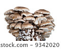 Shiitake mushroom 9342020