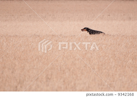 Doberman running in the meadow Doberman running in the meadow 9342168