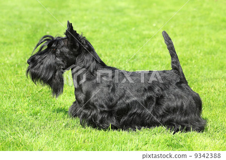 Black Scottish Terrier on a green grass lawn 9342388