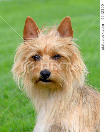 The portrait of Australian Terrier 9342390