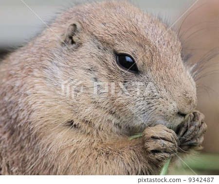 Black-tailed prairie dog 9342487