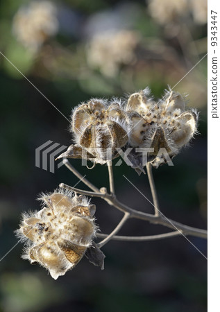 芙蓉萎縮 芙蓉萎縮 9343447