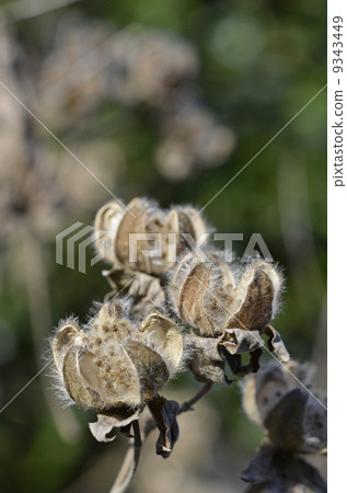 芙蓉萎縮 芙蓉萎縮 9343449