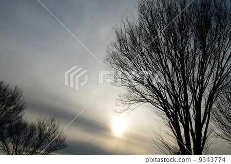 冬天的小樹林 9343774