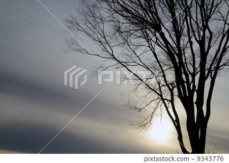 冬天的小樹林 9343776