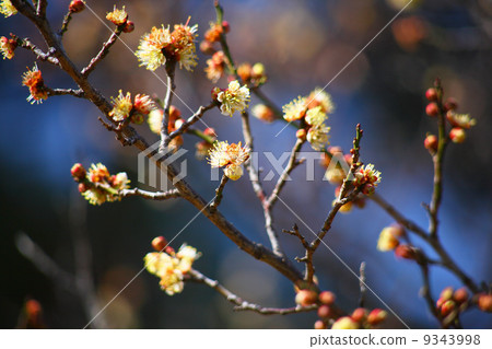 Plum chili plum 9343998