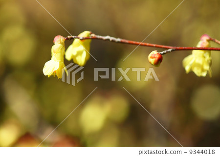 Hyuga mizuki的花 9344018