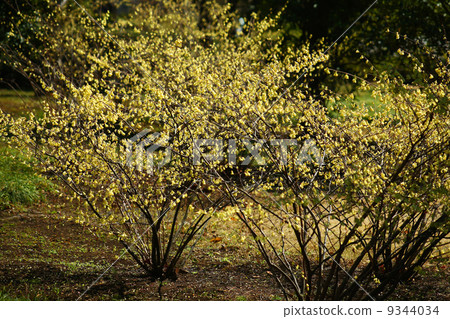 When Hyuga mizuki is blooming 9344034