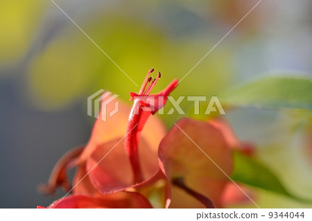 Holmsholdia / Sangguinair 9344044