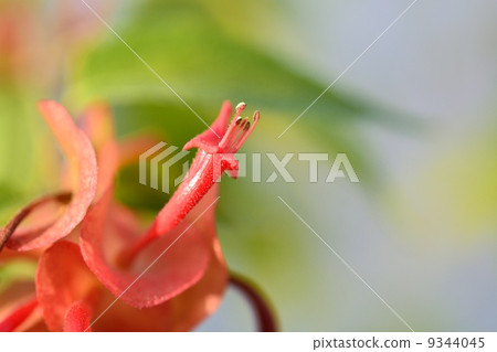 Holmsholdia / Sangguinair Holmsholdia / Sangguinair 9344045