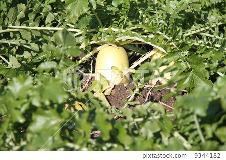 日本蘿蔔 9344182