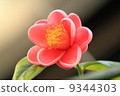 Camellia 9344303