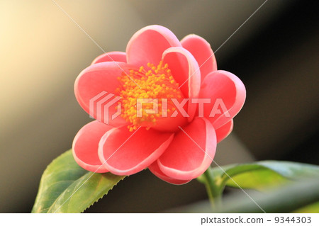 Camellia Camellia 9344303
