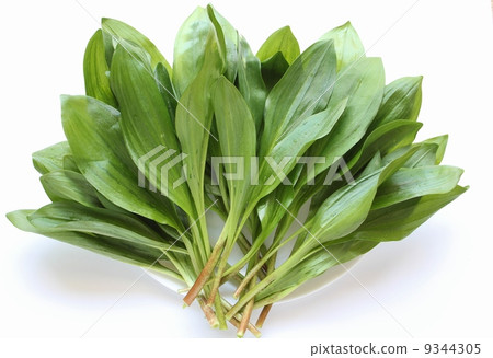 Granger garlic 9344305