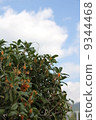 Osmanthus 9344468